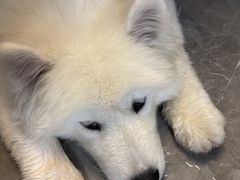 -艾贝尔宠物医院·狂犬免疫点(江山金象城店)