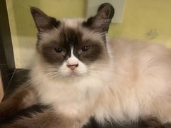 -猫色咖啡·猫咖