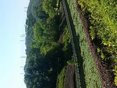-中山市树木园