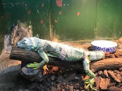 -上海大自然野生昆虫馆(东方明珠·爬宠昆虫探索中心)