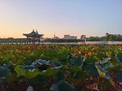 -莲花池公园