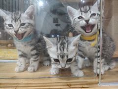 -有宠宠物(YOUCOIN·未来店)