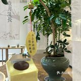 兴化特色下午茶 觅素咖啡☕打卡ding～