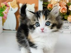 -小猫来了·猫舍(红山六九七九店)