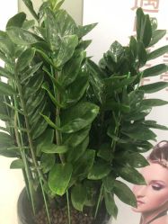 -润泽瑞尼丝医疗美容医院