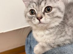 -伟伟宠物医院·瑞派猫友好医院·猫科(光谷店)