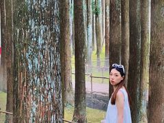 -玉苍山国家森林公园