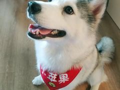 -Husky Go! 哈士奇体验馆·宠物咖啡厅狗咖