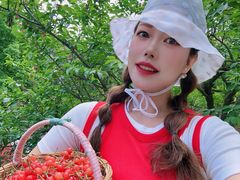 -北宅大永樱桃采摘基地(崂山总部)