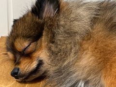 -南京宠物基地·宠物狗宠物猫售卖(南京店)