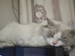-伟伟宠物医院·瑞派猫友好医院·猫科(光谷店)