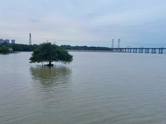 -宝安西湾红树林湿地公园