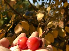 -哈密回王府景区