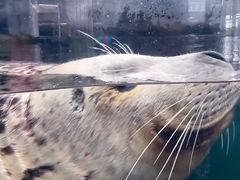 -西雅图水族馆