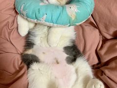 -喵zoo家庭繁育猫舍(尖东智能花园店)