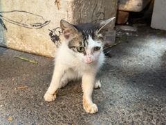 -循礼门鲜花花市(武汉循礼门店)