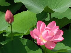 -荷塘月色湿地公园·向阳花洲