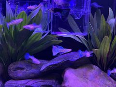 -华声天桥民俗文化园