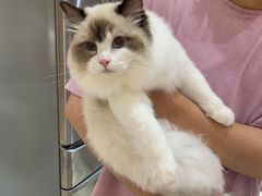 -喵百万·布偶·蓝金金渐层英短·猫舍(百子湾店)