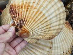 -九鲜坊烧烤城