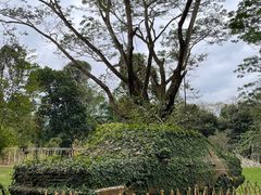 -中国科学院西双版纳热带植物园