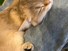 -喜柴咖啡·柴犬狗咖