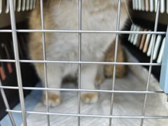 -宠福鑫动物医院(城北分院)