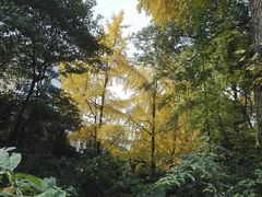 -成都市活水公园