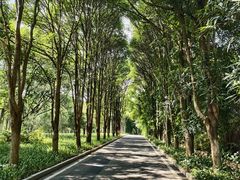 -东莞植物园