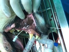 -北京赛佳动物医院