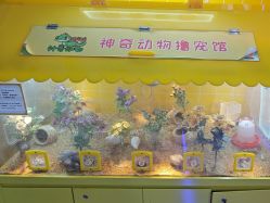 点击看大图 -神奇动物撸宠馆·羊驼·小浣熊·异宠(豫园店)