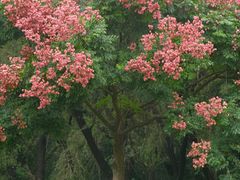 -莲花山公园