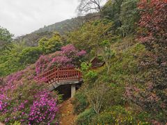 -广州市石门国家森林公园