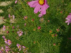 -武清南湖绿博园