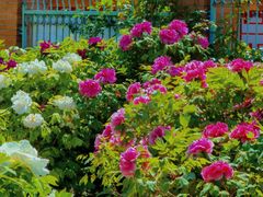 -国家植物园南园