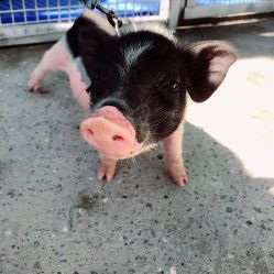 -萌宠亲子动物乐园(槐房万达店)