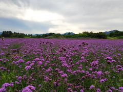-北京东方普罗旺斯薰衣草庄园