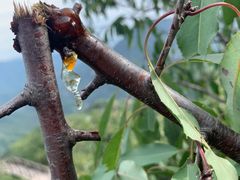 -大岭沟猕猴桃谷风景区
