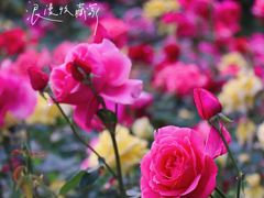 -迎泽公园