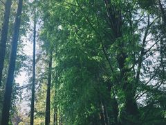 -上海滨江森林公园