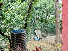 -老袁家蜜桃农场·阳山水蜜桃