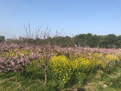 -南汇桃花村