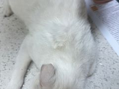 -瑞鹏·疫苗·绝育·宠物医院(广九店)