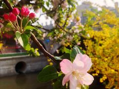 -海棠花溪(元大都城垣遗址公园)