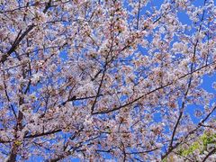 -高东镇樱花园