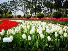 白色郁金香-上海鲜花港