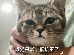 -楼上猫咖(罗湖店)
