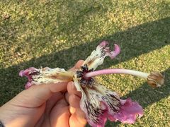 -云溪植物园