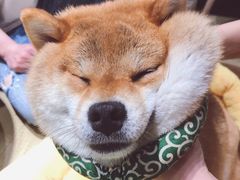 -逗柴咖啡屋·狗咖猫咖宠物桌游