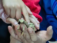 -上海大自然野生昆虫馆(东方明珠·爬宠昆虫探索中心)